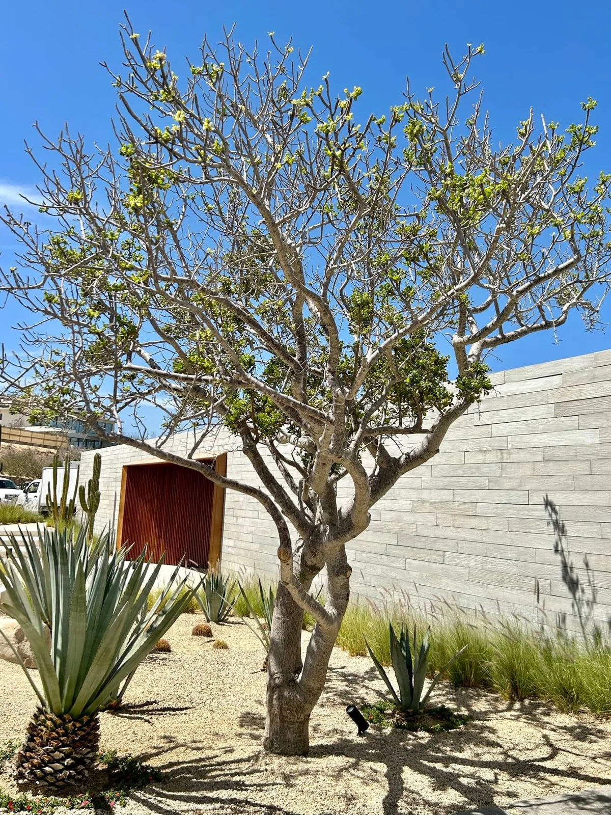 Textura y acabado del concreto en Duela de Concreto Los Cabos