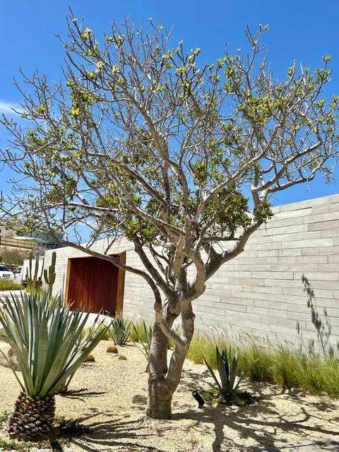 Textura y acabado del concreto en Duela de Concreto Los Cabos
