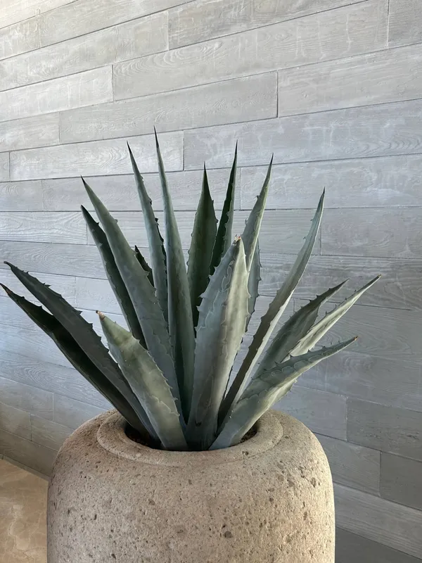 Duela de Concreto Los Cabos